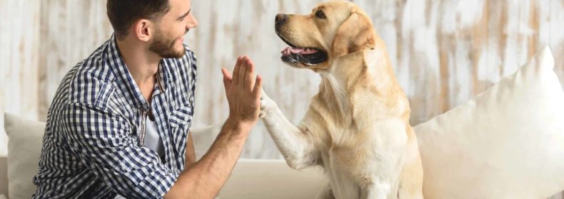 The Main Thing About Moving with a Cat or Dog from Boston to Springfield