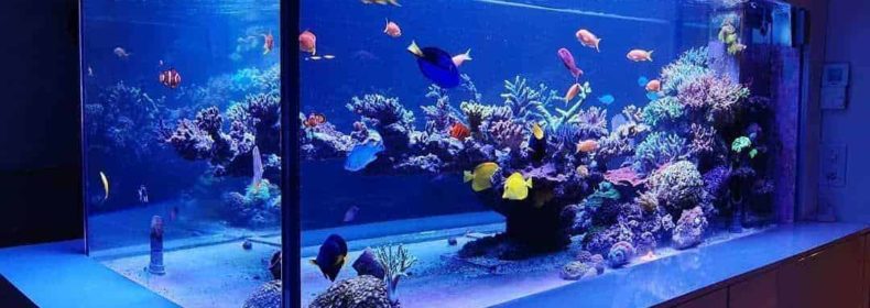How Movers Safely Transport Aquariums