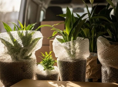 Moving Houseplants: How to Pack, Protect & Move Them Safely